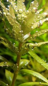 Pearling su Rotala rotundifolia