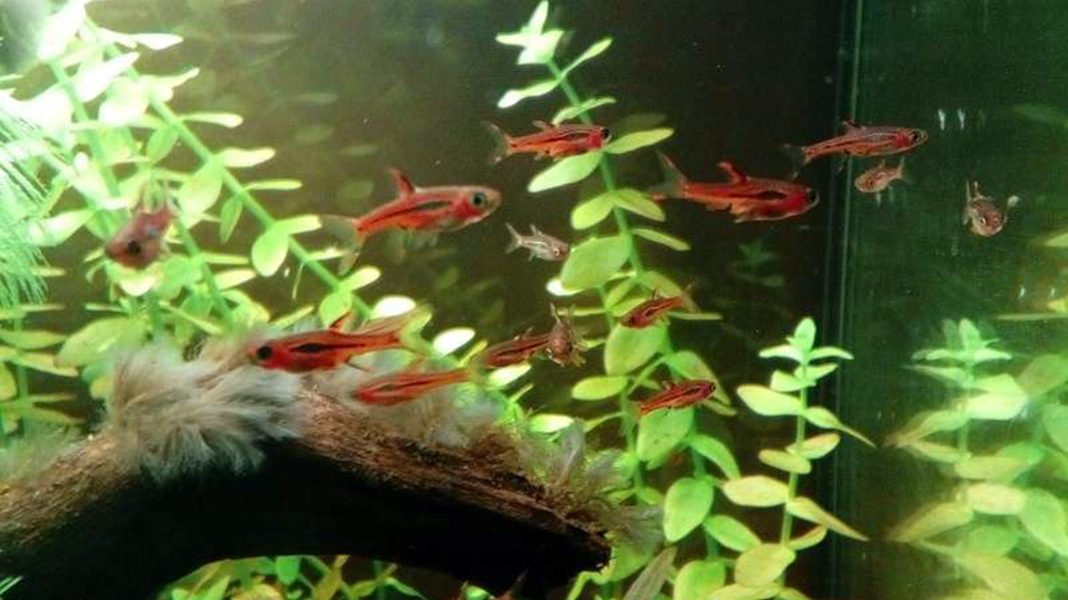 Boraras brigittae, rosso in acquario