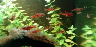 Boraras brigittae, rosso in acquario