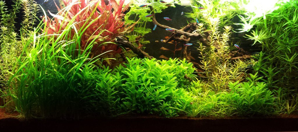 Acquario di Ersergio