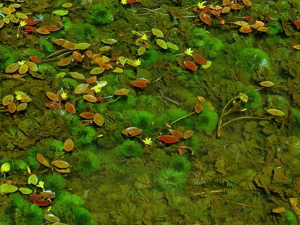 Cabomba caroliniana in Natura