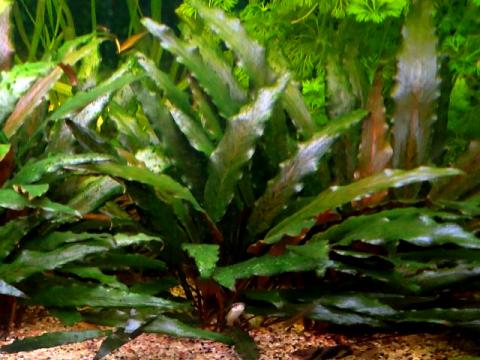 Cryptocoryne beckettii