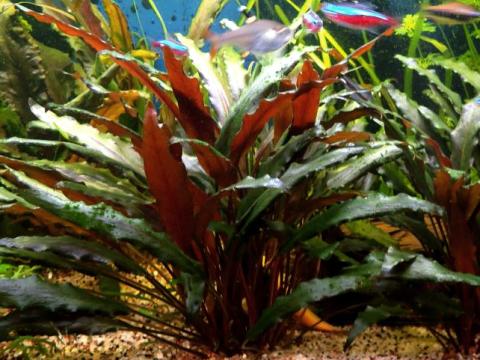 Cryptocoryne beckettii