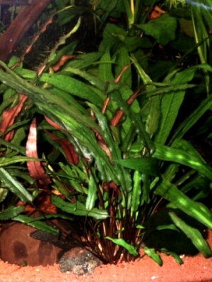 Cryptocoryne beckettii Petchii