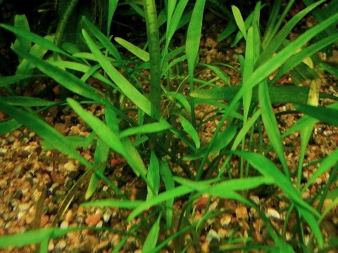 Cryptocoryne parva