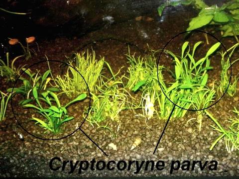 Cryptocoryne parva