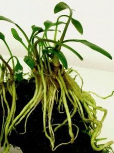 Cryptocoryne parva radice
