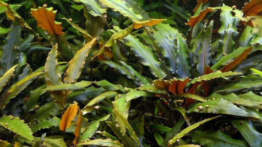 Cryptocoryne in acquario