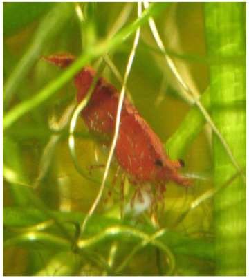 Walstad Caridina Figura 1