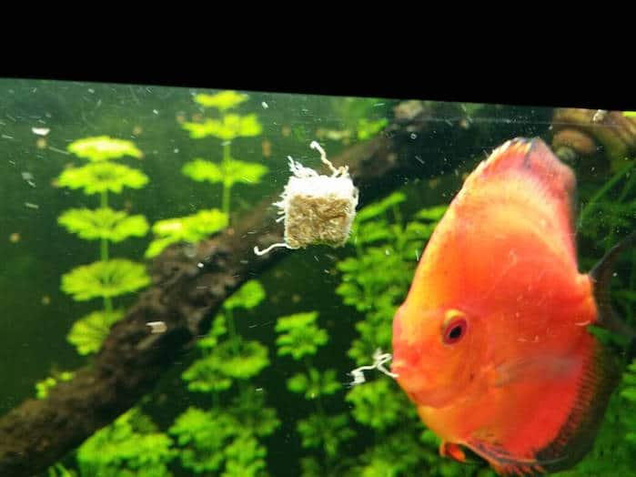 discus liofilizzato