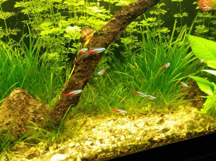 fauna