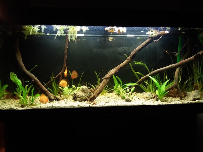 Valori aquario discus