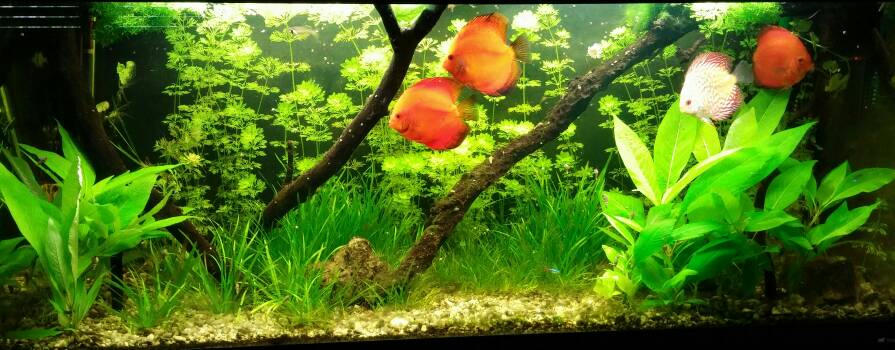 Panoramica acquario discus
