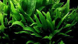 Microsorum pteropus