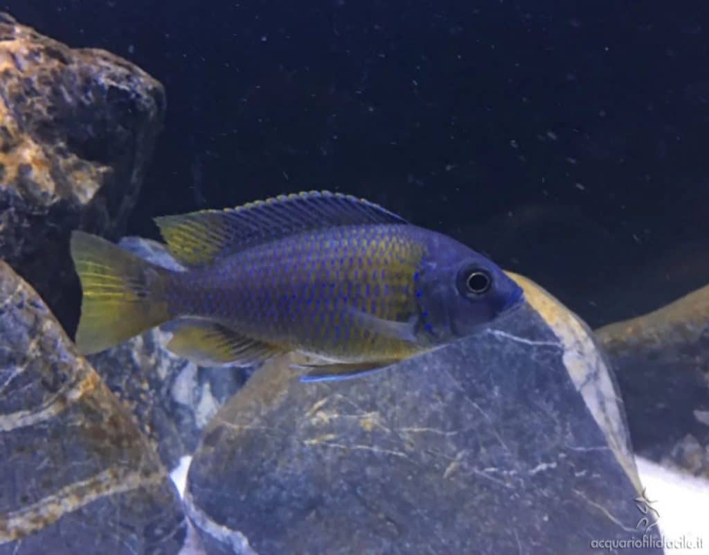 Haps Copadichromis Borleyi Kadango