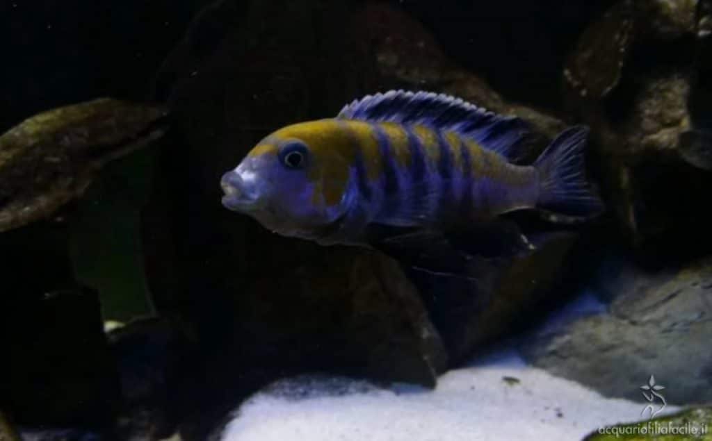 Haps cynotilapia afra cobue maschio