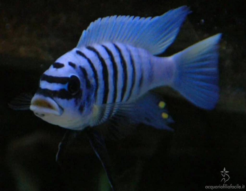 M’buna zebra chilumba meison reef maschio