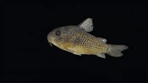 Corydoras eversi (Corydoras sp. “Guaraná”)