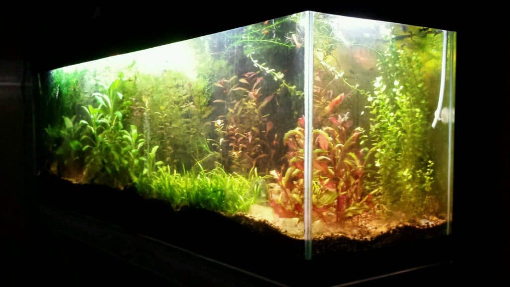 Panoramica del mio vivaio da 300 litri