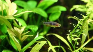 Danio erythromicron