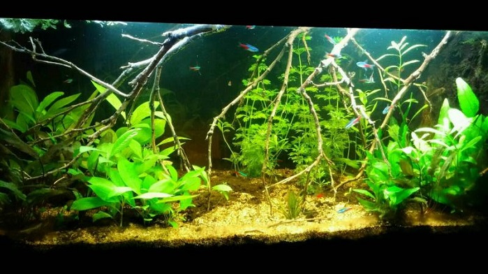 Nuovo allestimento 80 litri amazzonico