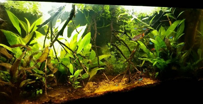 apistrogramma neon