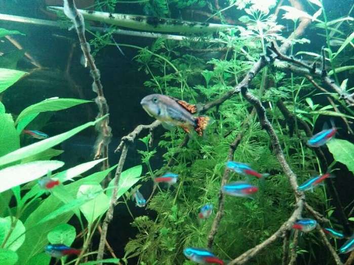 apistogramma