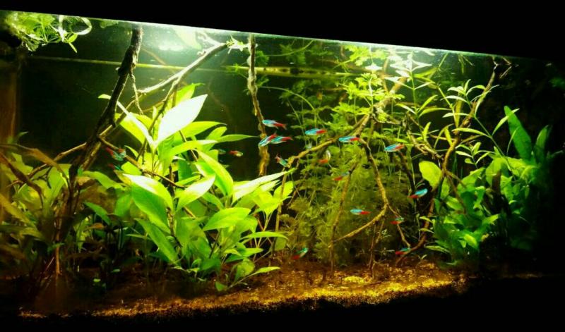 Panoramica 80 litri