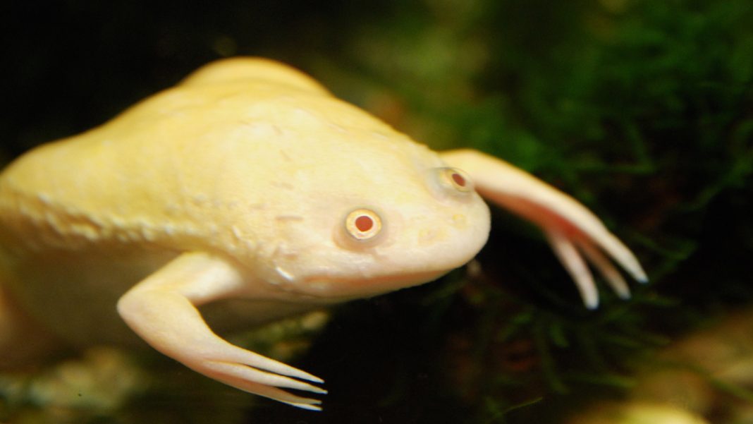 Xenopus laevis