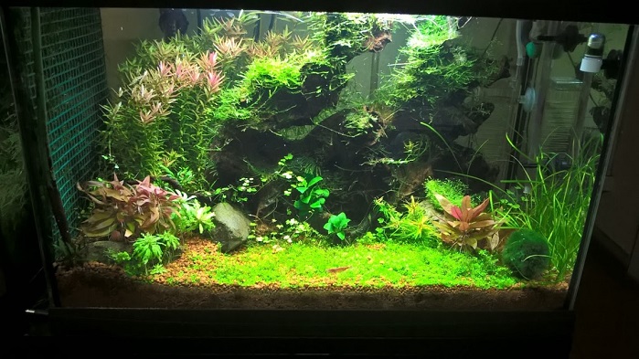 acquario