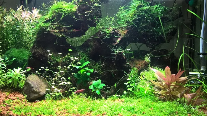 acquario