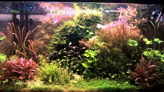 acquario