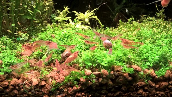caridina