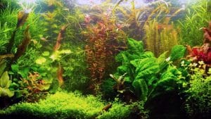 Acquario senza filtro di Monica
