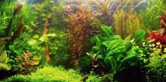 Acquario senza filtro di Monica