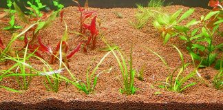 Il Manado in acquario: questo sconosciuto