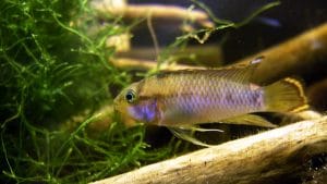 Apistogramma nijsseni