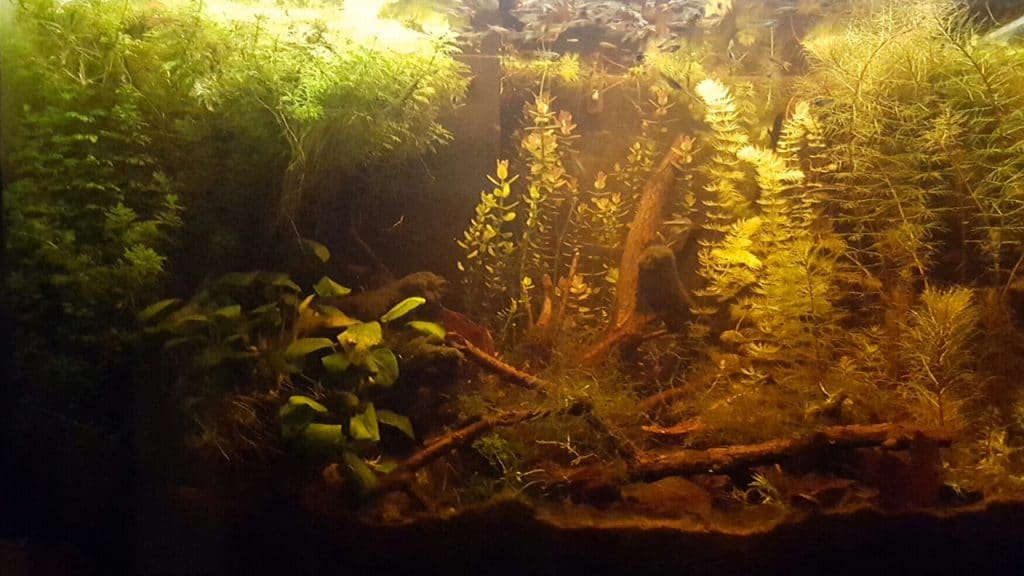 Acquario di Cuttlebone