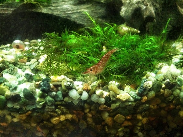 Caridina maschio