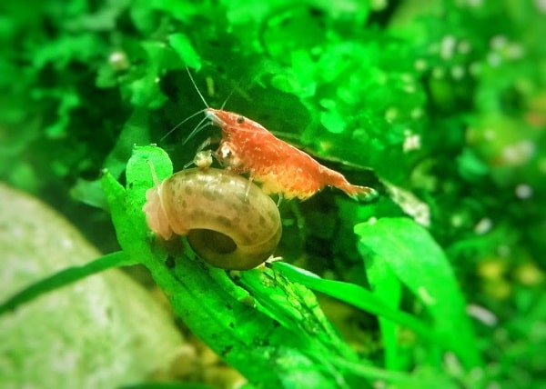 Neocaridina davidi e Planorbella durii
