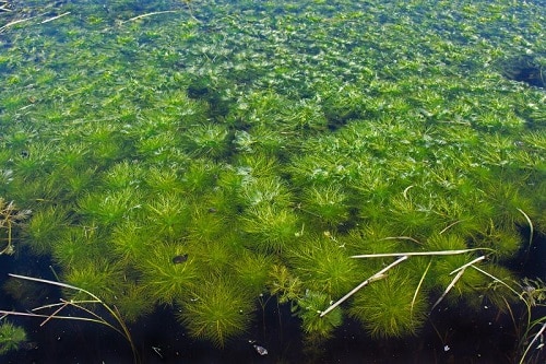 Hottonia palustris sommersa (foto di Christian Fischer)