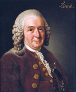 Carl Nilsson Linnaeus