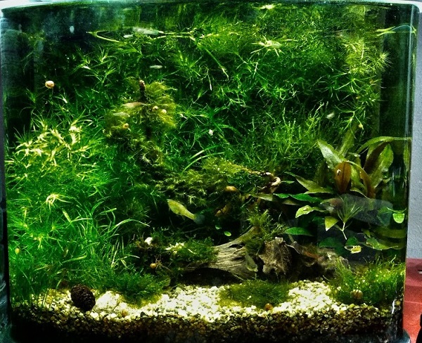 Vasca fittamente piantumata