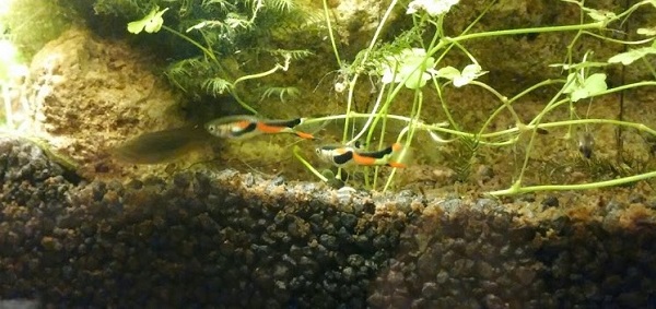 Poecilia wingei var. Black bar