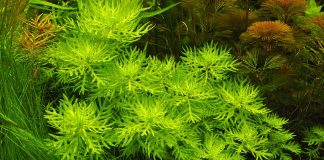 Hottonia palustris