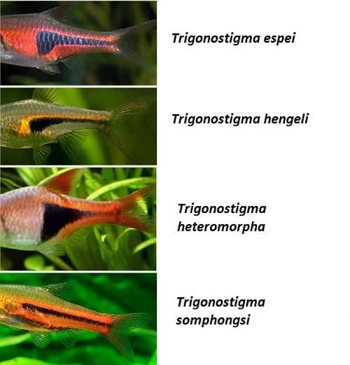 Distinzione trigonostigma o rasbora
