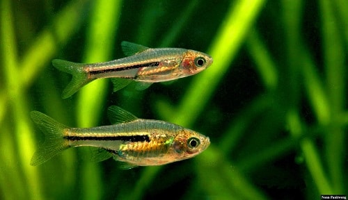 Trigonostigma somphongsi photo Nonn Panitvong