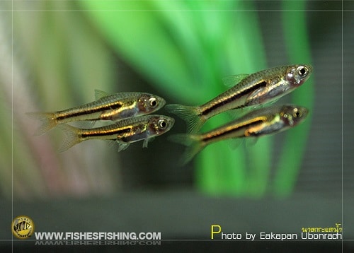 Trigonostigma somphongsi foto di Eakapan Ubonrach