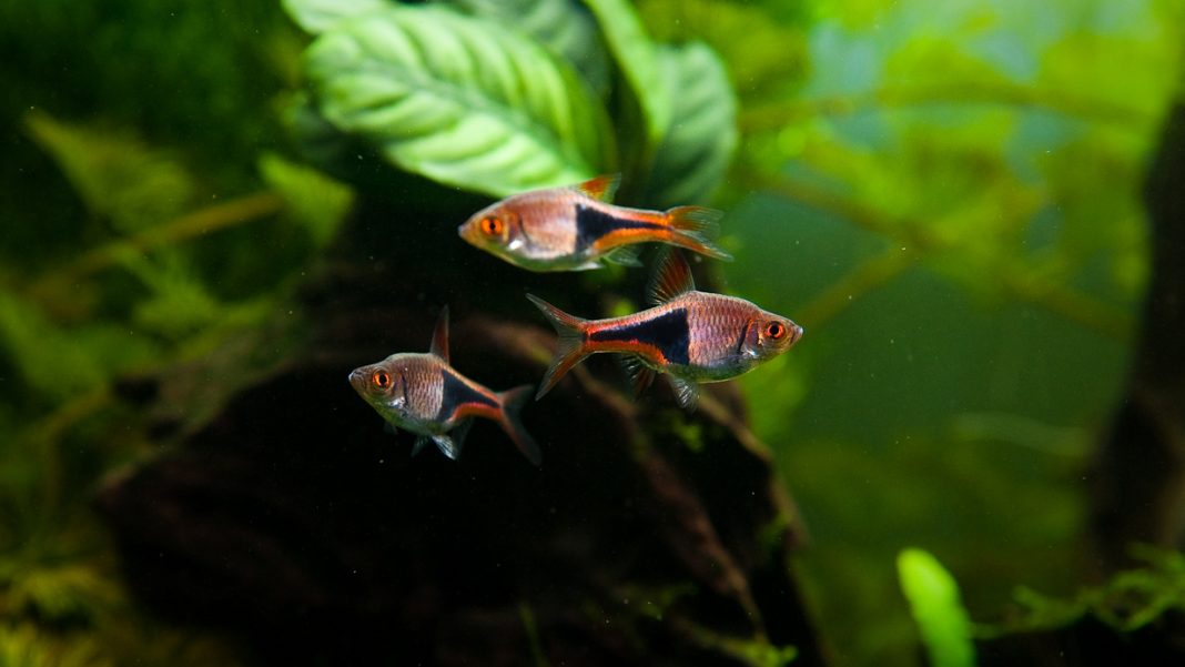 Trigonostigma rasbora