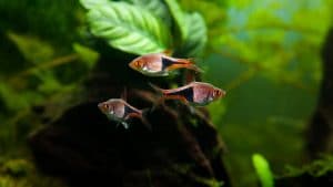 Trigonostigma rasbora